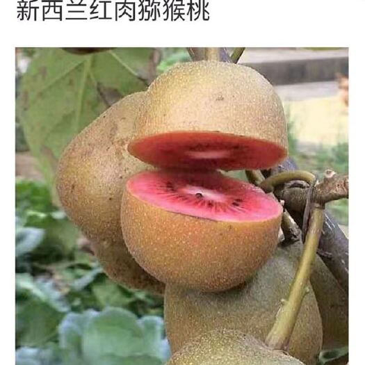 枣庄红心猕猴桃苗 嫁接苗