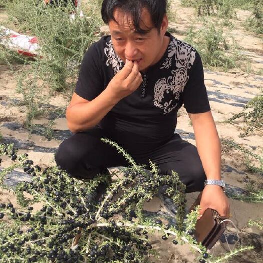 枣庄 黑枸杞苗 