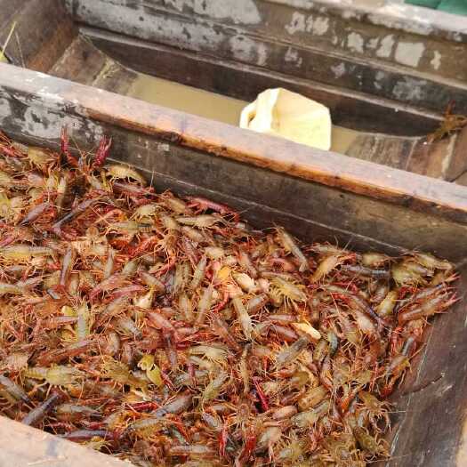 汉寿县洞庭湖小龙虾 大青6-9钱