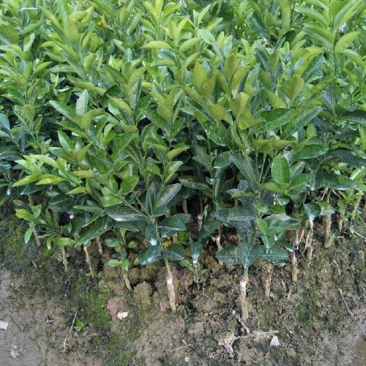 灵山县茂谷柑苗 嫁接苗 0.5~1米 