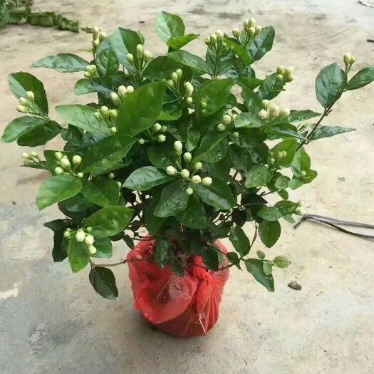横州市重瓣茉莉