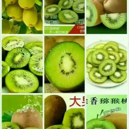 眉县中华猕猴桃