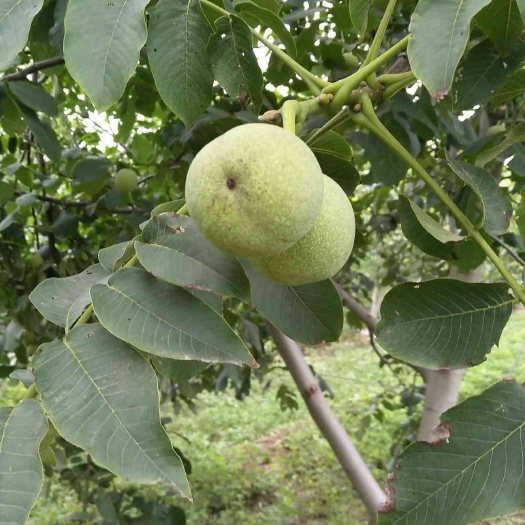 泰安香玲核桃苗