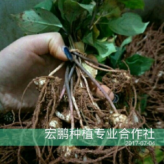昆明重楼苗 重