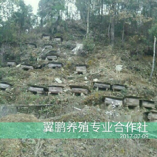 禄劝县土蜂蜜 塑料瓶装  2年