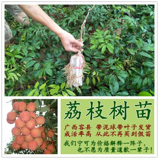 容县妃子笑荔枝苗