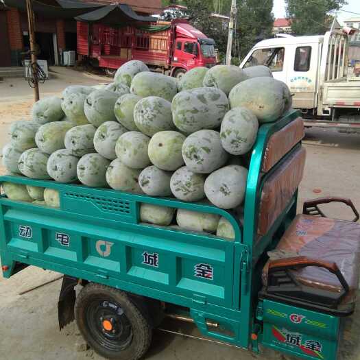 中牟县白皮冬瓜 大量上市