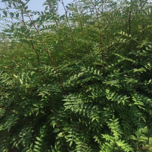 泰安泰山花椒苗 