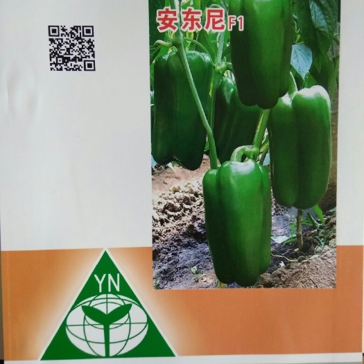 寿光市圆椒 15~20cm 靑色 甜辣 大果型产甜椒种子