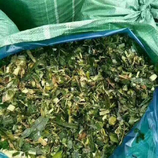 玉米青贮  新产甜玉米秸秆