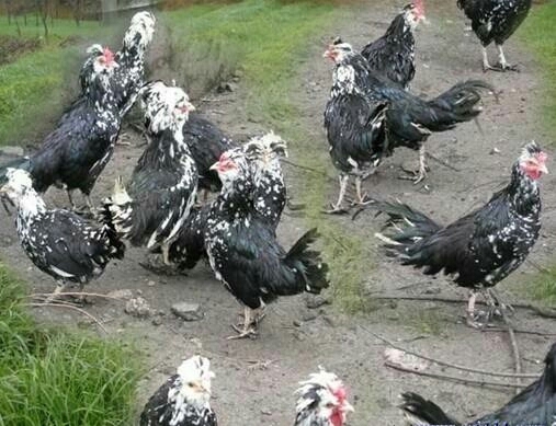 绵阳贵妃鸡苗 