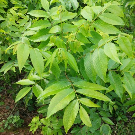 简阳市川早核桃苗