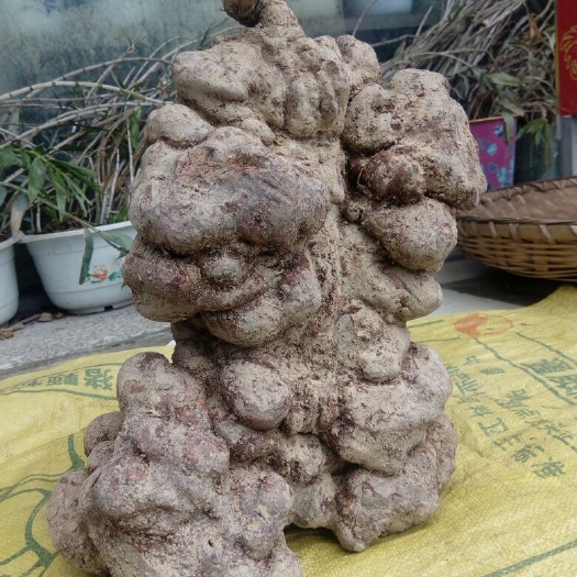 隆林县首乌  深山天然，4~8斤多/个
