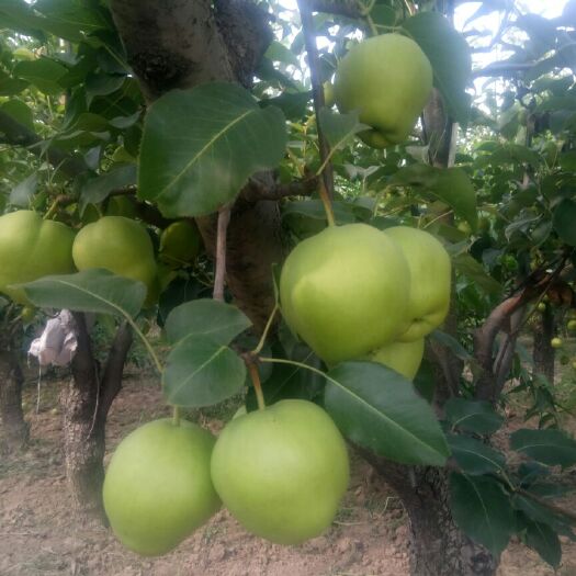 大荔县陕西脆甜早酥梨基地
