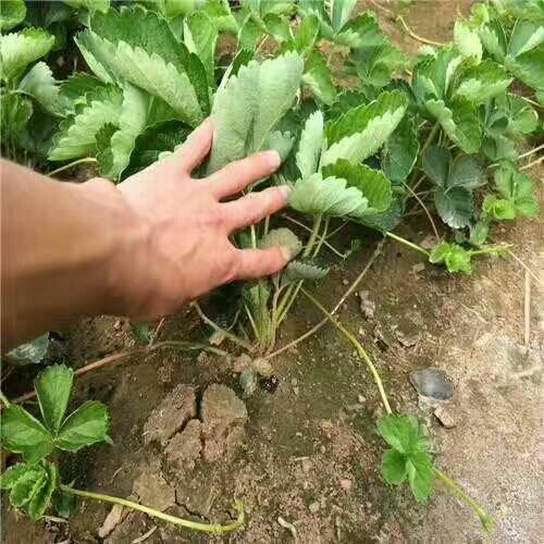 泰安红颜草莓苗 脱毒草莓苗 大棚草莓苗