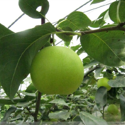 砀山县翠玉梨 250-300g 75mm以上
