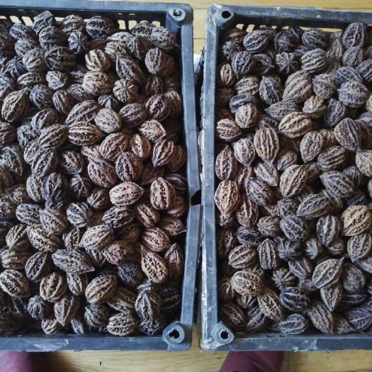 长春秋子核桃