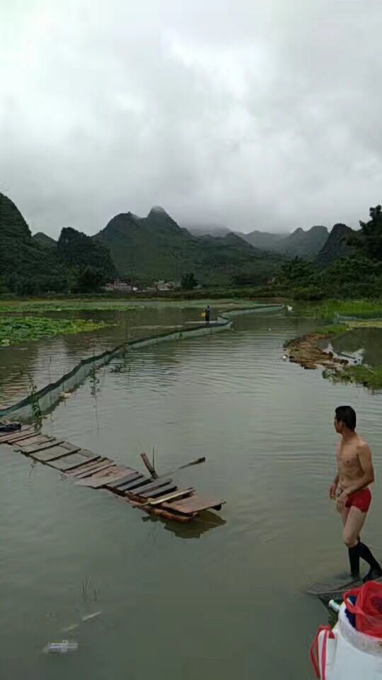  本地自养小龙虾苗