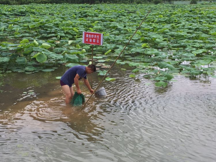  本地自养小龙虾苗