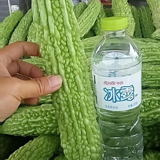 重庆市苦瓜 18-22cm 6~8两