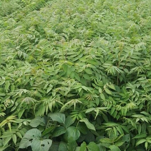 泰安大红袍花椒苗 产地直供大红袍花椒 量大从优口感好