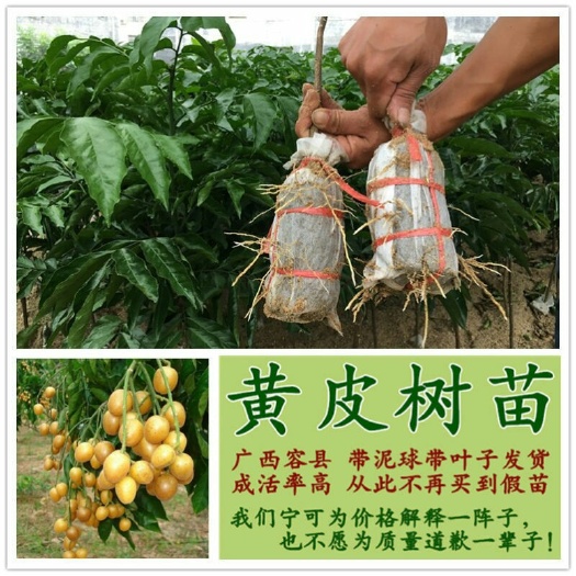 容县有核鸡心黄皮果苗