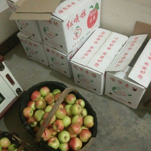 嘎啦苹果 陕西省渭南市大荔县 光果 片红
