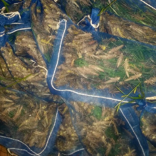 楚雄市东亚飞蝗