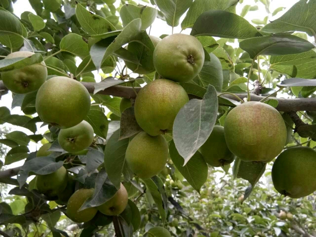 香梨 新疆土地种植的果品，大自然给你、我、它的馈赠，没什么说的干吧