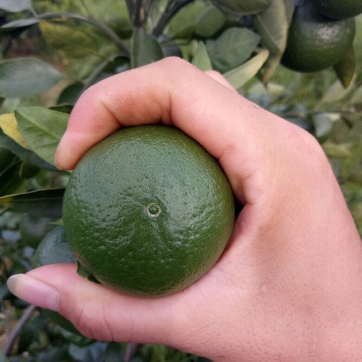 江永县 小青柑茶加工原料，回龙圩小青桔