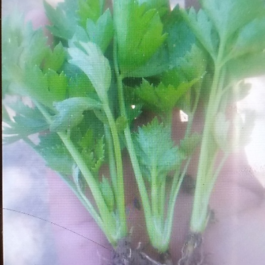 商河县法国皇后芹菜种子  芹菜种子