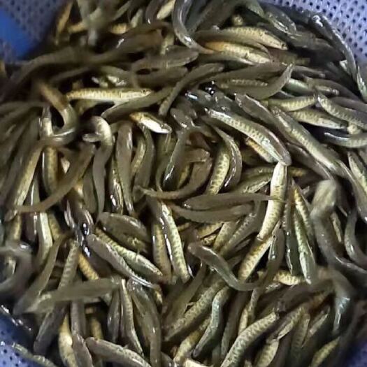 简阳市乌鱼苗 