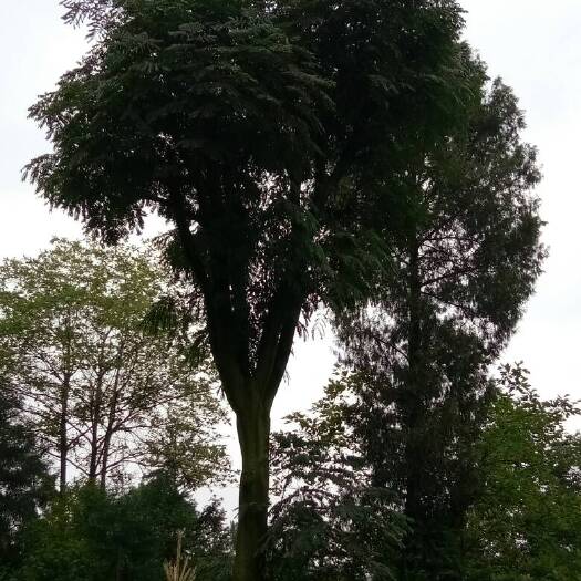 泸州 皂角树