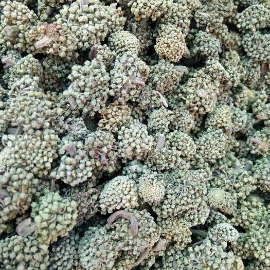 个旧市三七花