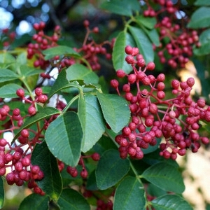泰安泰山花椒苗