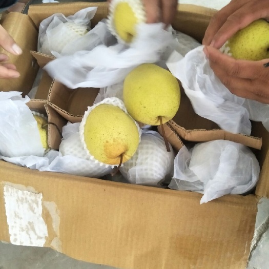 赵县水晶梨 300-350g 55mm以上 