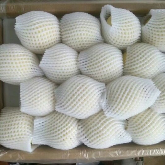 饶阳县皇冠梨 75mm以上 300-350g