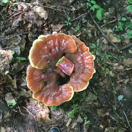 靖宇县赤芝