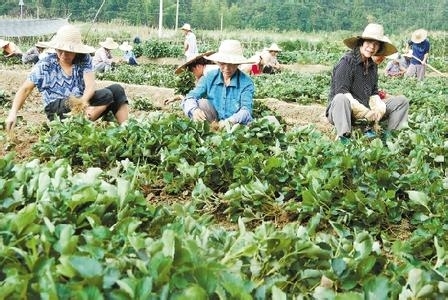 泰安 红颜草莓苗