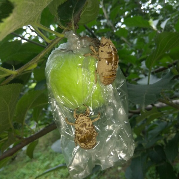 青苹果 75mm以上 翠绿 膜袋