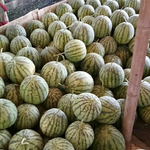 温岭市8424西瓜 1茬 8成熟 5斤打底