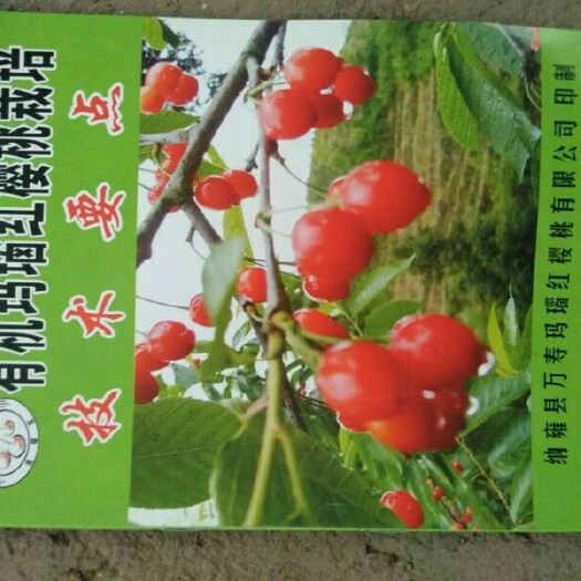 纳雍县玛瑙红樱桃树苗 