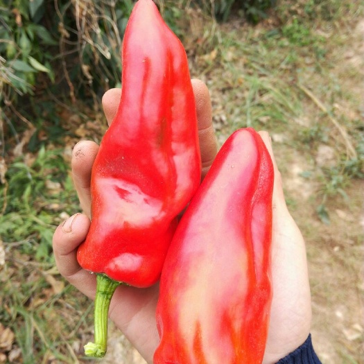 五河县鲜泡椒 质量保障