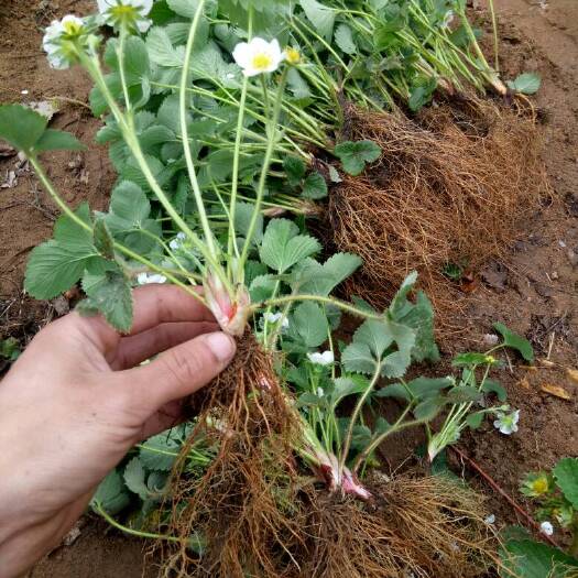 泰安甜查理草莓苗 地栽苗 20~30公分