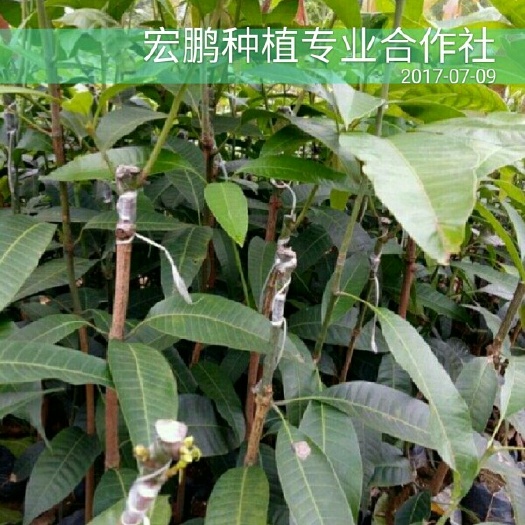 禄劝县金煌芒果苗