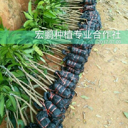 昆明金煌芒果苗