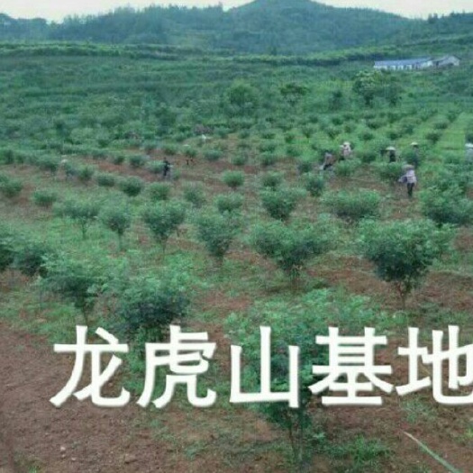  大量大量现货吴茱萸苗白菜价