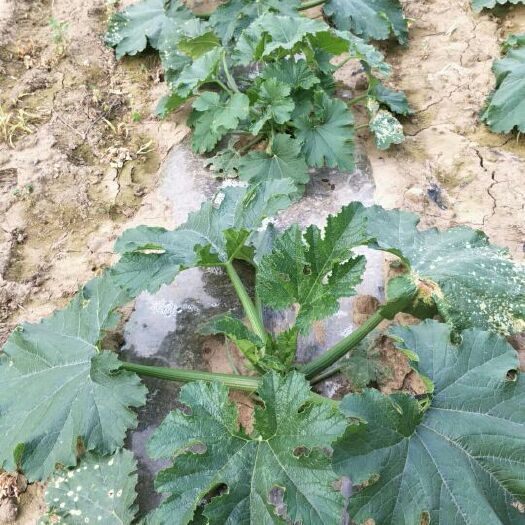 太白县绿皮西葫芦  陕西太白高山无公害西葫芦