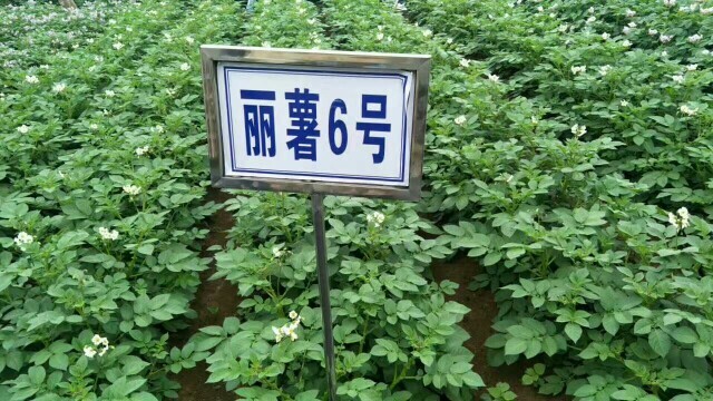 玉龙县丽薯6号种薯 一级原种