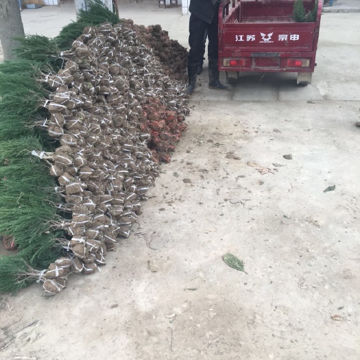河南桧柏